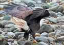 Haliaeetus leucocephalus